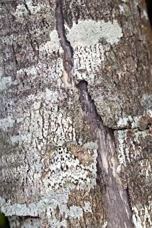 Camouflage Feature Gallery: Black Arches Moth - on tree bark