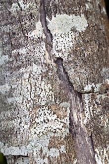 Camouflage Feature Collection: Black Arches Moth - on tree bark - Cornwall, UK