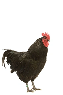<b class=qtipBold><figcaption>Black Australorp Chicken</figcaption></b><br>LA-4232 Black Australorp Chicken Jean Michel Labat Please note that prints are for personal display purposes only and may not be reproduced in any way.<br><em>© J.M.Labat/ardea.com</em> Black Australorp Chicken