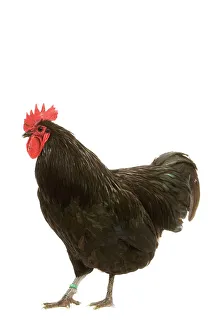Chickens Collection: Black Australorp Chicken