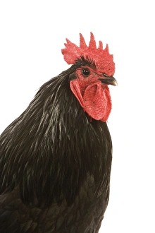<b class=qtipBold><figcaption>Black Australorp Chicken</figcaption></b><br>LA-4233 Black Australorp Chicken Jean Michel Labat Please note that prints are for personal display purposes only and may not be reproduced in any way.<br><em>© J.M.Labat/ardea.com</em> Black Australorp Chicken