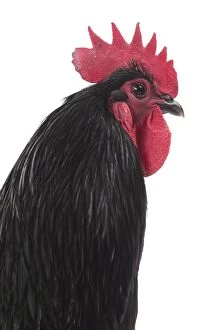Combs Gallery: Black Australorp Chicken Cockerel / Rooster