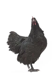 Australorp Gallery: Black Australorp Chicken hen