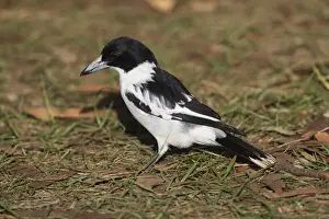 Black-backed Butcherbird At Bramwell Junction Station, Cape York, Australia
