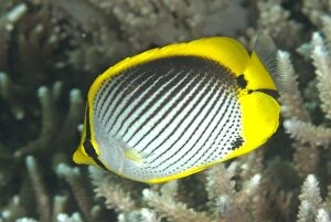 Images Dated 15th December 2008: Black-backed Butterflyfish