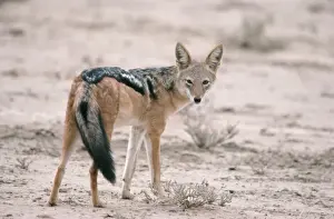 Black-backed Jackal