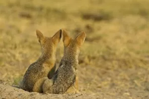 Images Dated 15th September 2006: Black-backed Jackal - 2 puppies at the entrance of their burrow. Chobe National Park, Botswana