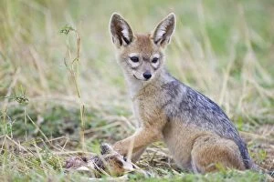 Images Dated 28th September 2007: Black-backed Jackal - 7 week old pup with Thomson's gazelle fawn's head