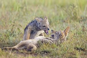 Images Dated 16th April 2007: Black-backed Jackal - 8-9 month old pup(s) playing. Maasai Mara Triangle - Kenya