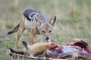 Black-backed Jackal - Adult female at Thomsons gazelle kill