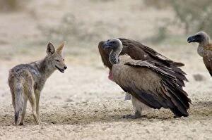 Black-backed Jackal approaching White-backed Vultures (Aegypius africanus) at waterhole