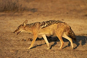 Black-backed jackal (Canis mesomelas), Etosha