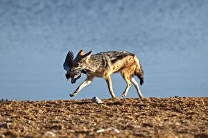 Black-backed Jackal - with captured dove in mouth