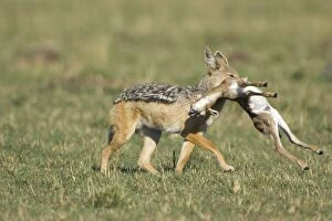 Images Dated 25th September 2007: Black-backed Jackal - Carrying freshly caught Thomson's