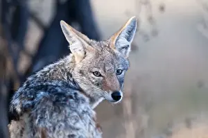 Jackal Prints: Black-backed jackal - close up of head looking over shoulder at camera - Etosha National Park - Namibia