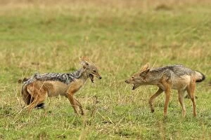 Black-backed Jackal - two in confrontation