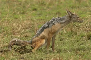 Jackals Prints: Black-backed Jackal Defecating/Scenting Maasai Mara, Africa
