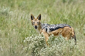 Images Dated 29th February 2008: Black-backed Jackal - Amongst desert vegetation - Kalahari - Botswana