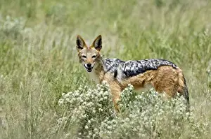 Jackals Prints: Black-backed Jackal - Amongst desert vegetation - Kalahari - Botswana
