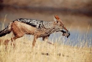Doves Gallery: Black-backed Jackal - With dove in mouth