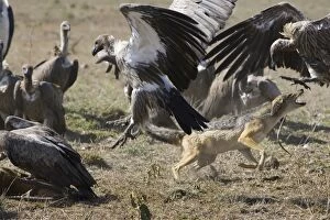 Black-backed Jackal - Facing off vultures at Thomson's