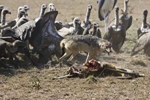 Images Dated 17th November 2005: Black-backed Jackal - Facing off vultures at Thomson's