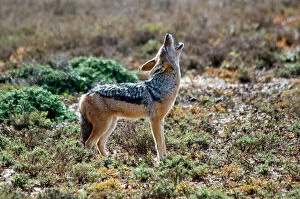 South Africa Gallery: Black-backed Jackal - howling
