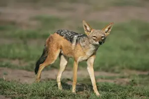 Jackals Prints: Black-Backed Jackal - Hwange National Park, Zimbabwe, Africa