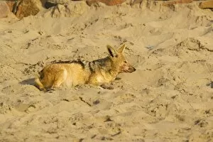 Black-backed Jackal - ill with distemper