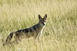 Jackals Prints: Black-backed Jackal - In long grass - Kalahari - Botswana