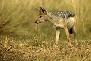 Jackals Prints: Black-backed Jackal Maasai Mara, Africa