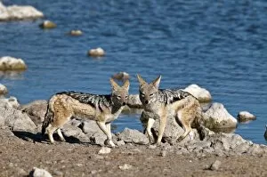 Images Dated 26th July 2009: Black-backed Jackal - pair standing with water hole behind