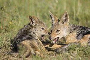 Images Dated 1st April 2007: Black-backed Jackal - Parent with playful 8-9 month old pup. Maasai Mara Triangle - Kenya