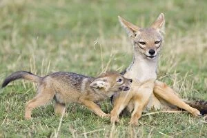 Images Dated 19th September 2007: Black-backed Jackal - With playful 6 week old pup(s) in submissive posture