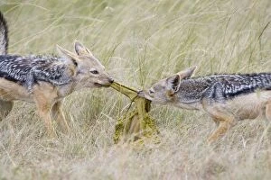 Images Dated 6th April 2007: Black-backed Jackal - Pulling apart stomach of