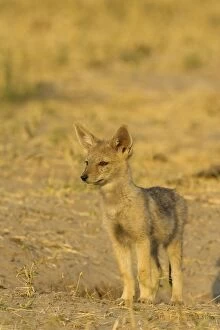 Images Dated 14th September 2006: Black-backed Jackal - Puppy at the entrance of its burrow