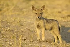 Images Dated 14th September 2006: Black-backed Jackal - Puppy at the entrance of its burrow. Chobe National Park, Botswana