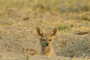 Black-backed Jackal - Puppy at the entrance of its burrow
