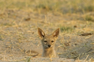 Images Dated 15th September 2006: Black-backed Jackal - Puppy at the entrance of its burrow. Chobe National Park, Botswana