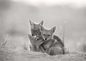 Images Dated 7th March 2012: Black-backed Jackal - pups waiting at den. Moremi, Botswana