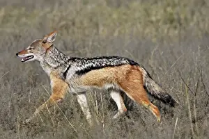Jackal Prints: Black-backed jackal, Savuti, Botswana