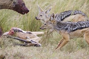 Black-backed Jackal - Scavenging at Thomsons gazelle