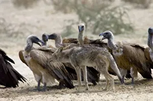 White Backed Prints: Black-backed Jackal sniffing White-backed Vulture (Aegypius africanus) at waterhole
