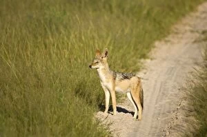 Images Dated 7th March 2008: Black-backed Jackal - Standing at side of track