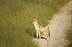 Black-backed Jackal - Standing at side of track - Okavango - Botswana