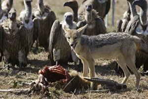 Images Dated 17th November 2005: Black-backed Jackal - Surrounded by vultures at