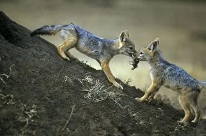 Black-backed Jackal - two young fighting over prey