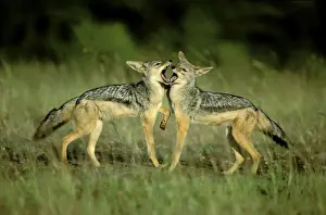 Black-backed Jackal - young playing - Masai Mara National Reserve - Kenya JFL16629