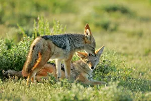 Juvenile Collection: Black-backed Jackal one young teasing another one playfully Etosha National Park, Namibia, Africa