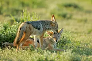 Biting Prints: Black-backed Jackal one young teasing another one playfully Etosha National Park